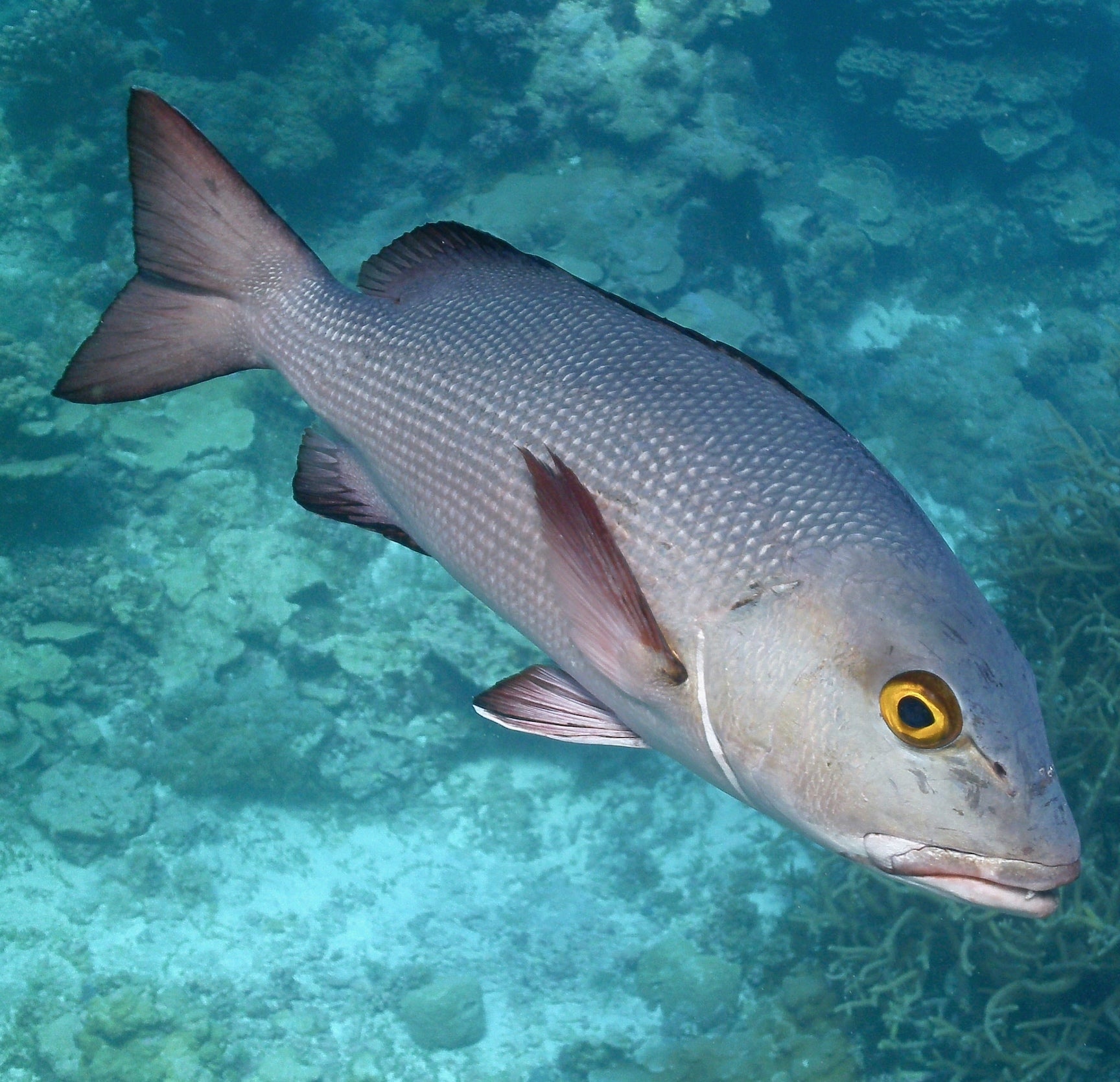 underwater shot of a fish in the Pacific Ocean
