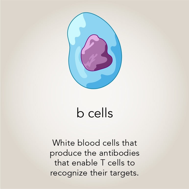 B cells White blood cells that produce the antibodies that enable T cells to recognize their targets.