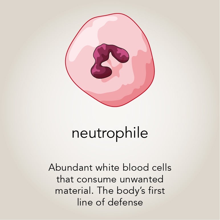Neutrophil Abundant white blood cells that consume unwanted material. The body’s first line of defense.