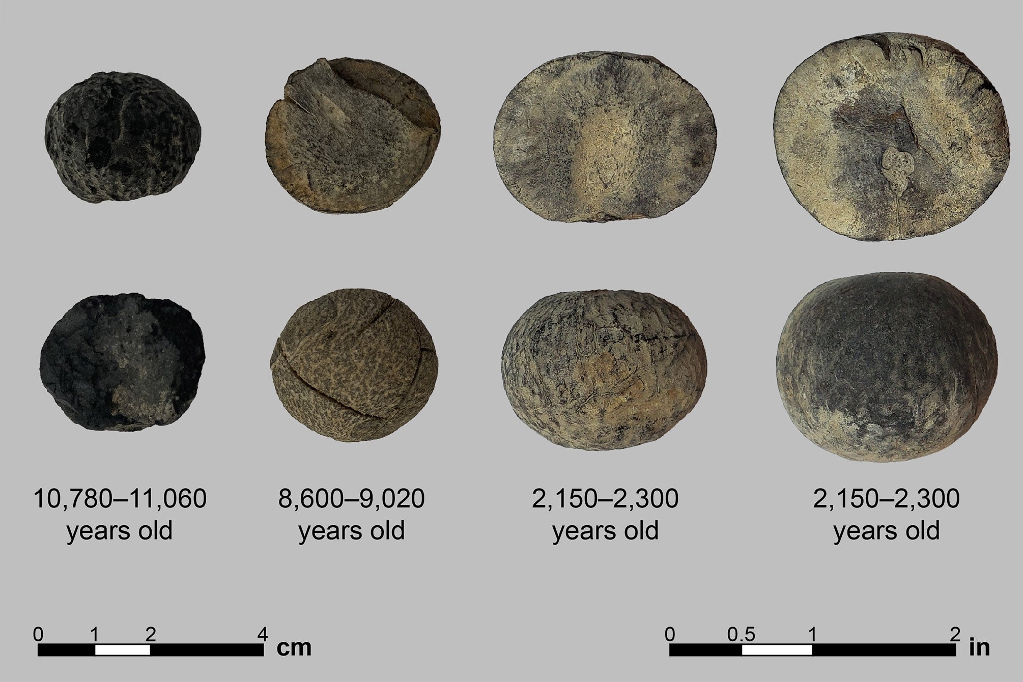 Fossilized avocado pits from ancient Honduras
