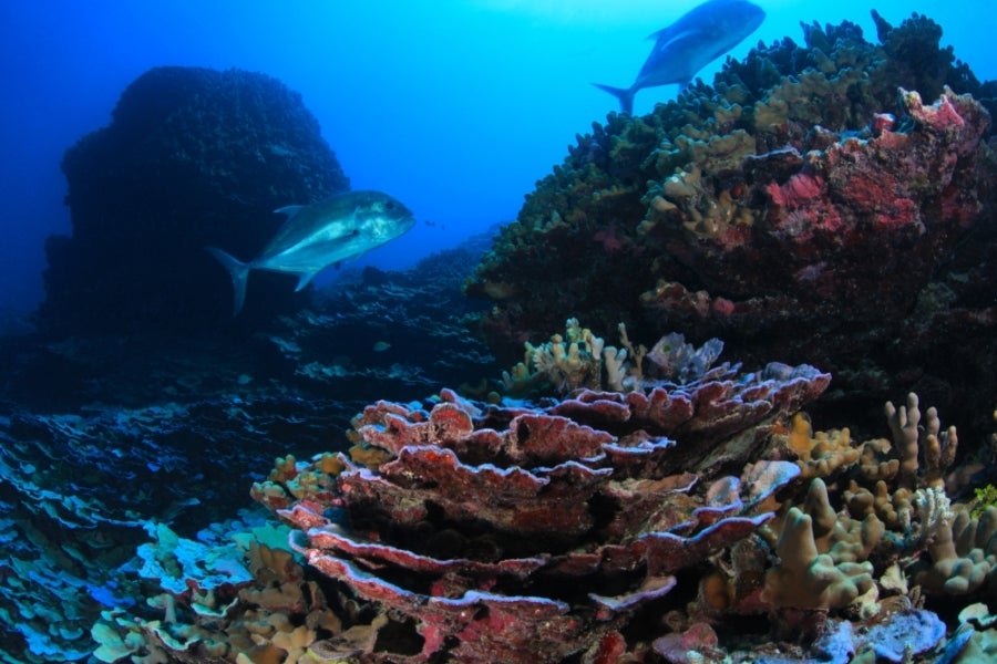 Two silver colored fish swim above a red coral reef in dark blue water